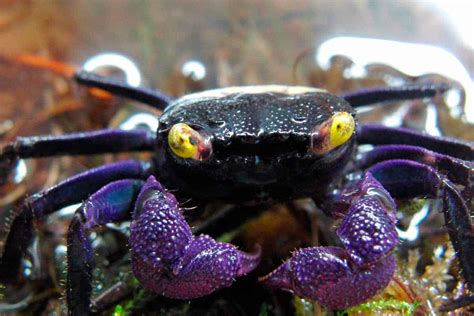 freshwater vampire crab for sale.